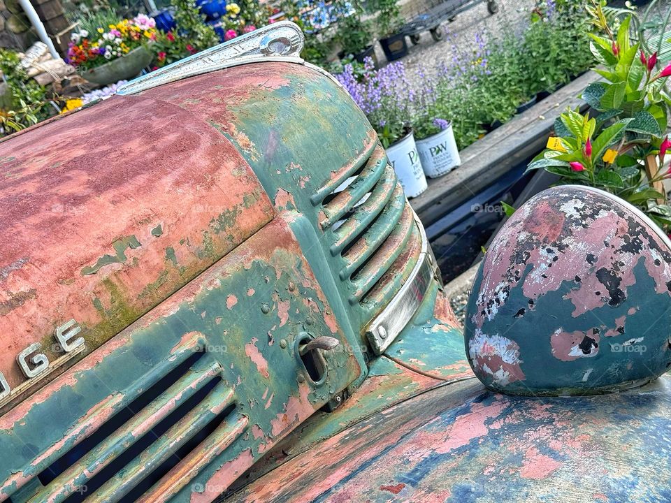 Rusted old truck surrounded by flowers 