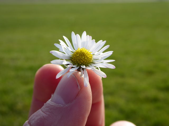 Daisy - Springtime 