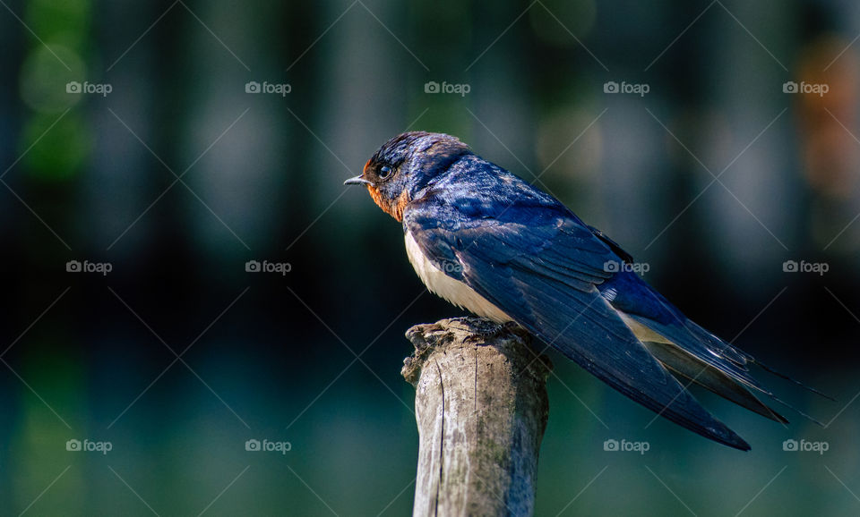 Blue bird sitting