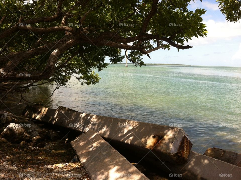 Water, Beach, Nature, Tree, Sea