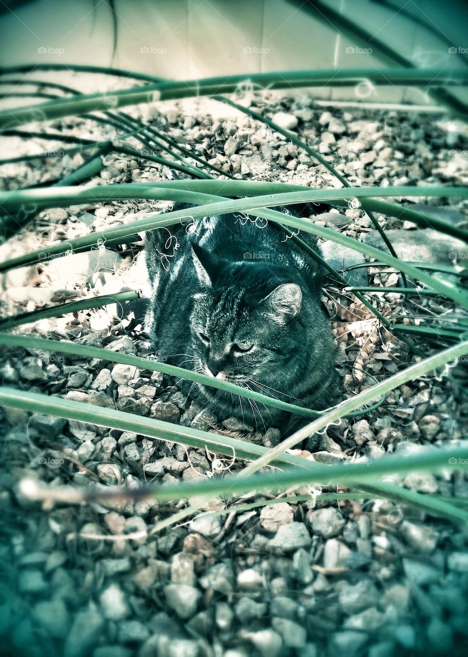 Jungle cat