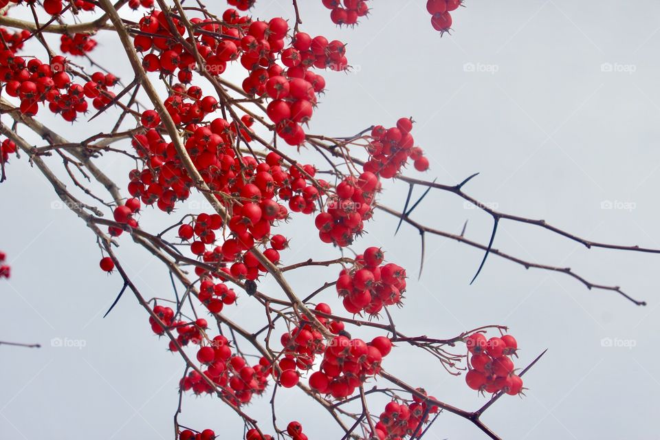 Red fruit on a cold
Weather 