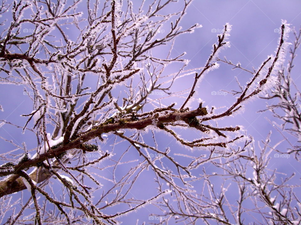 Winter branches coated with snow