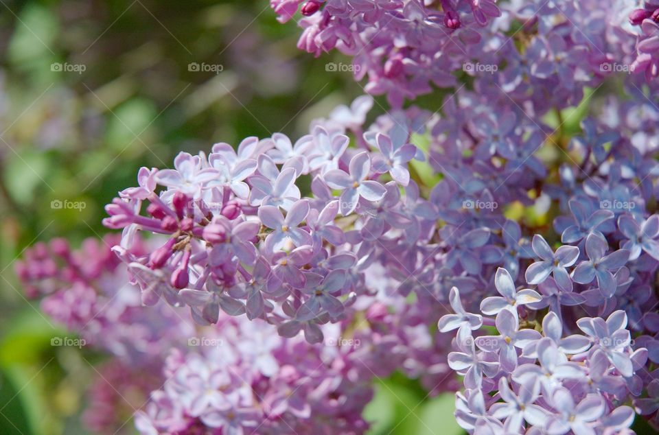Closeup of pink lilac flowers in bloom.