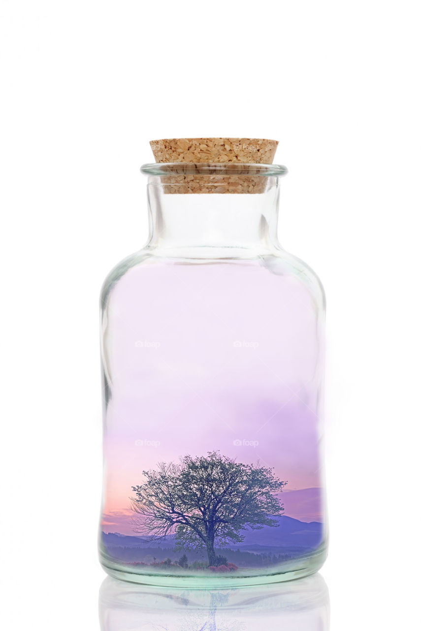 Tree in a glass bottle