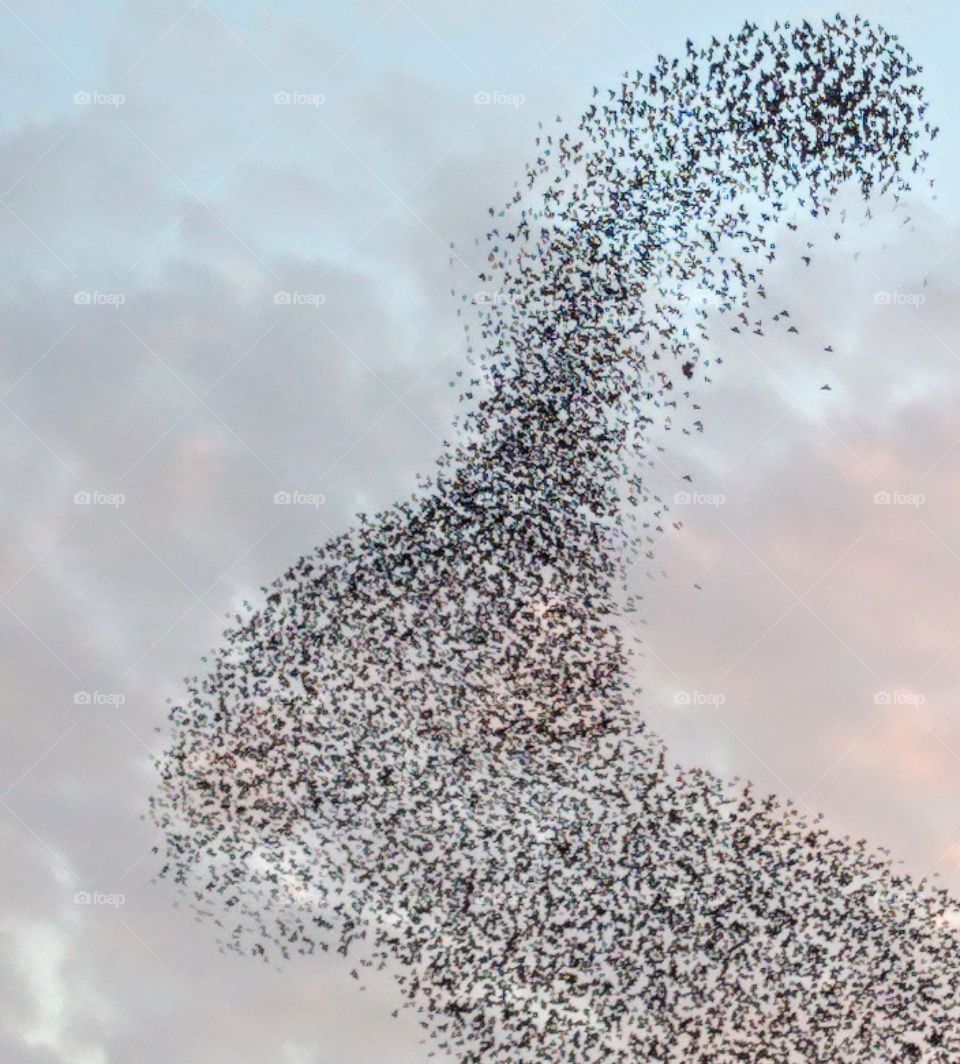 flock of birds