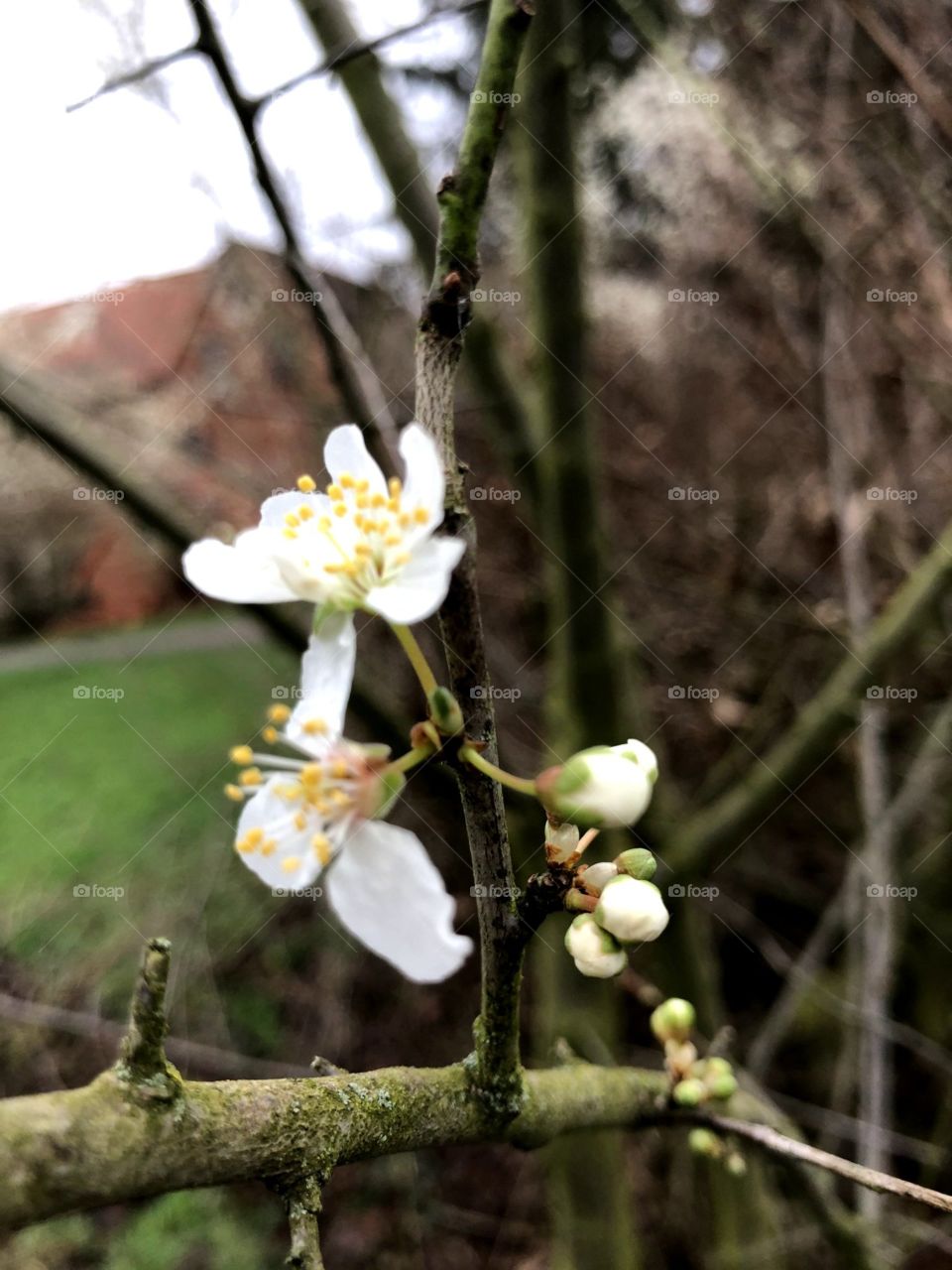 First sign of spring