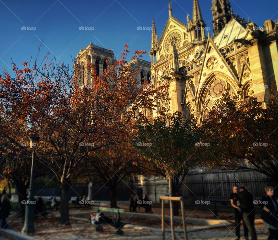 Notre Dame in the Autumn, Paris