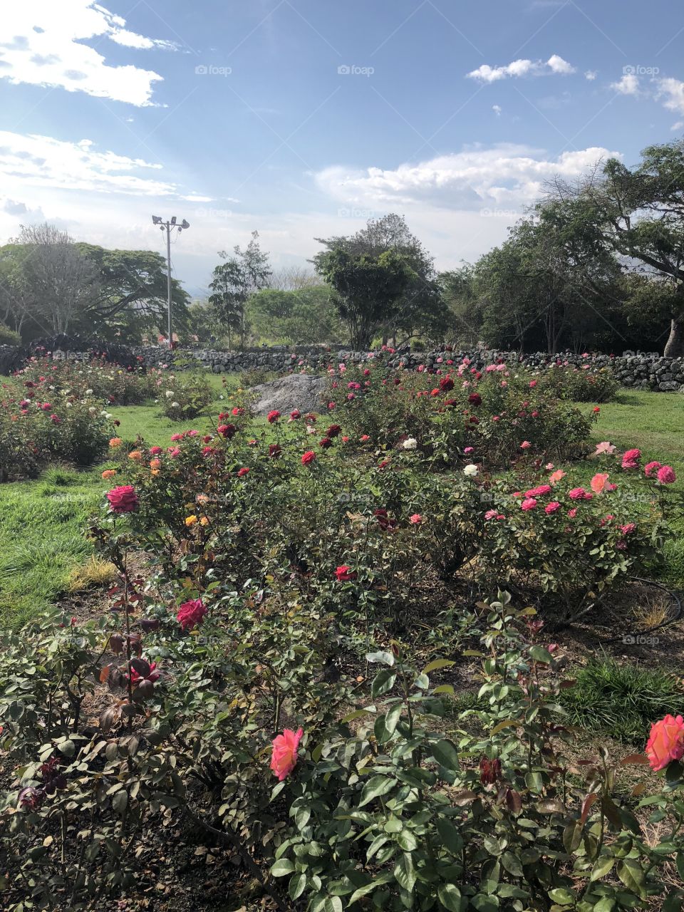 Jardine of roses , Jardine de rosas