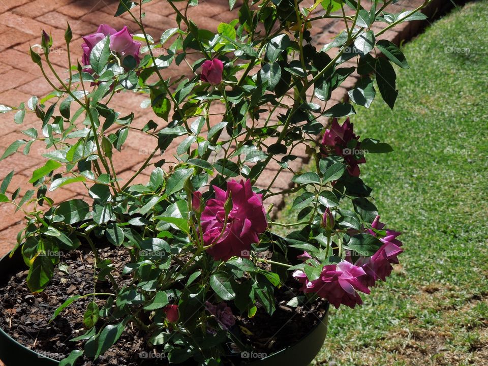 Rose bush 