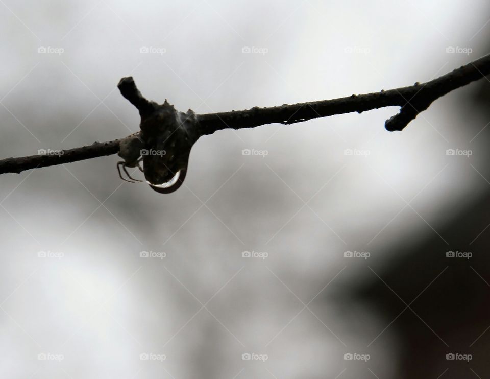 spider and a waterdrop.