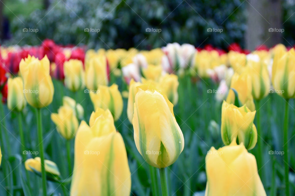 green garden yellow flower by cheerphoto