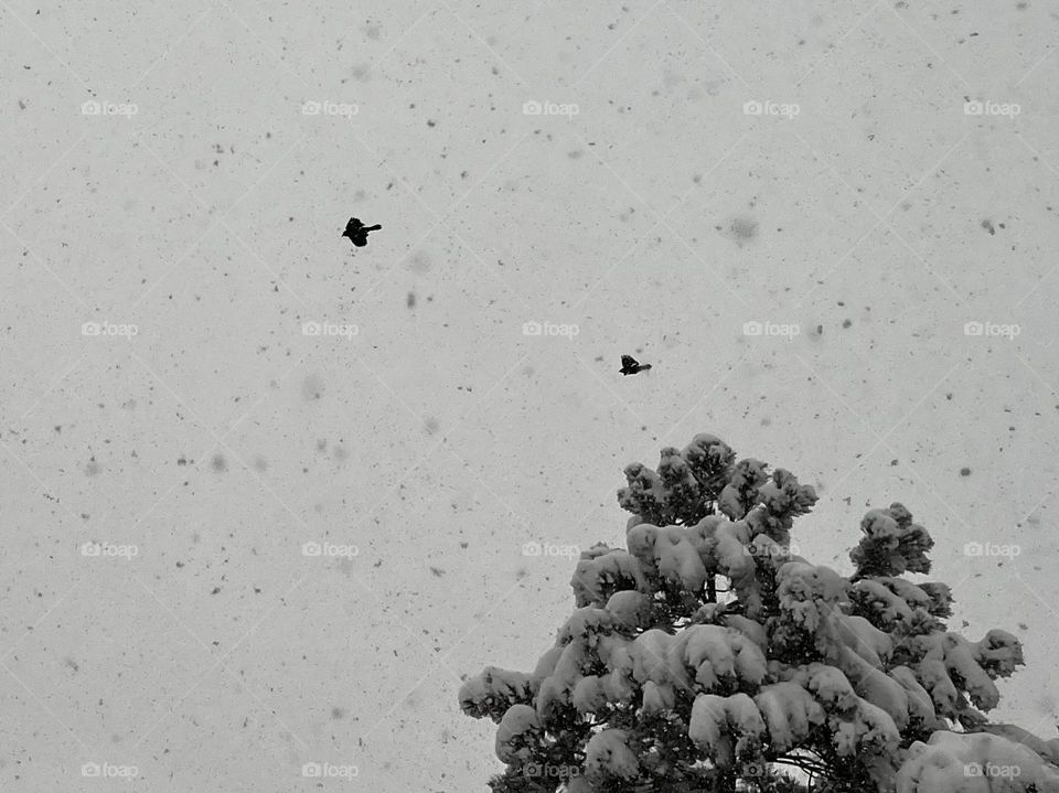 Black birds flying through a snowy, white sky. 