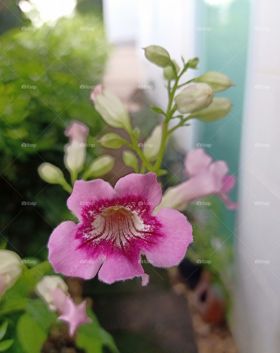 Beautiful pink flowers