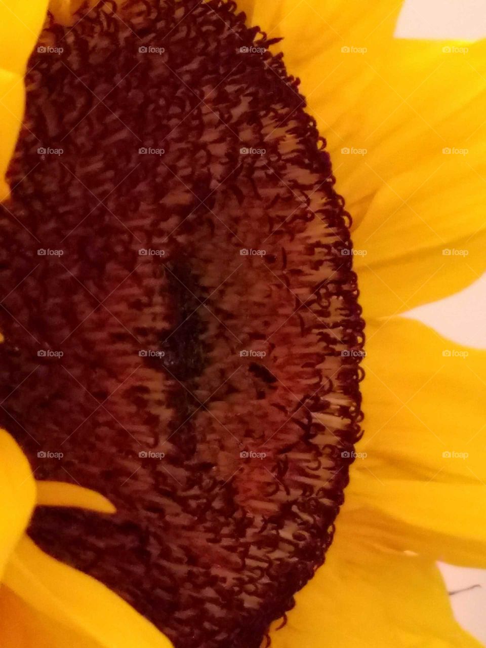 Close-up Sunflower