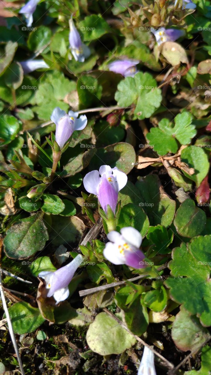 Nature, Flower, Leaf, Flora, Garden