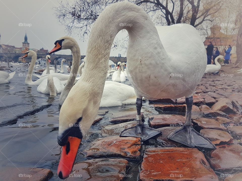 swans