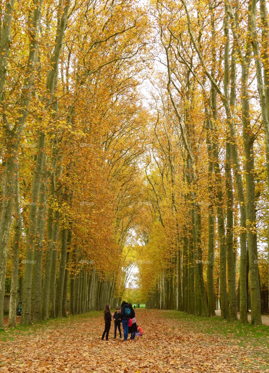 Autumn trees in Versailles