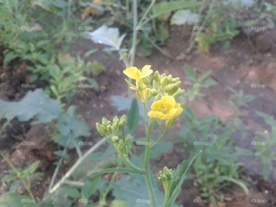new born mustard flowers in urban farm