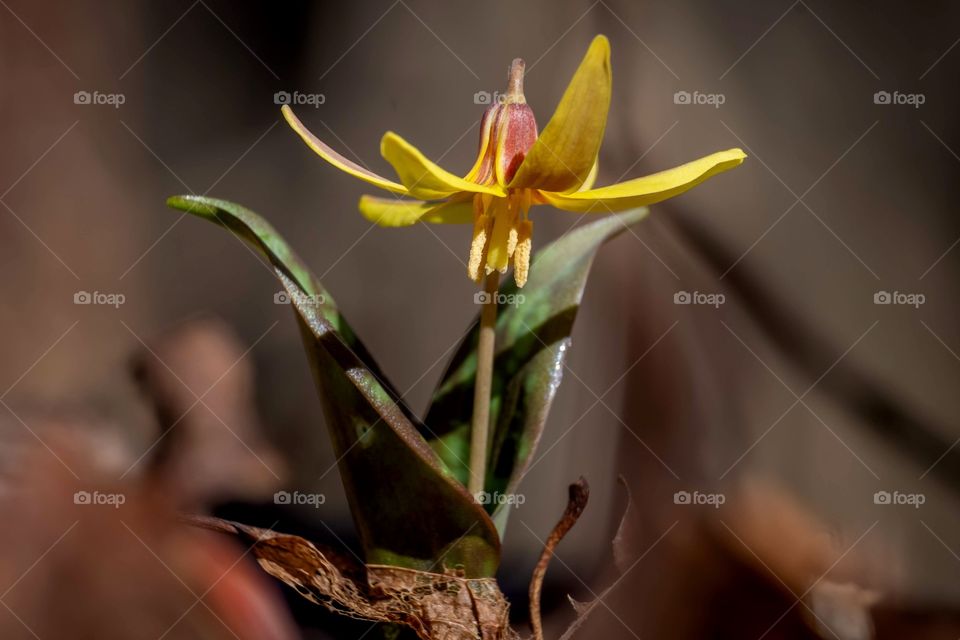 The yellow trout lily emerges and blooms on the forest floor in early spring before the forest canopy fills in an blocks out the sunlight. Called “trout” lily because it’s mottled leaves resemble a brook trout. Yates Mill County Park, Raleigh, NC.