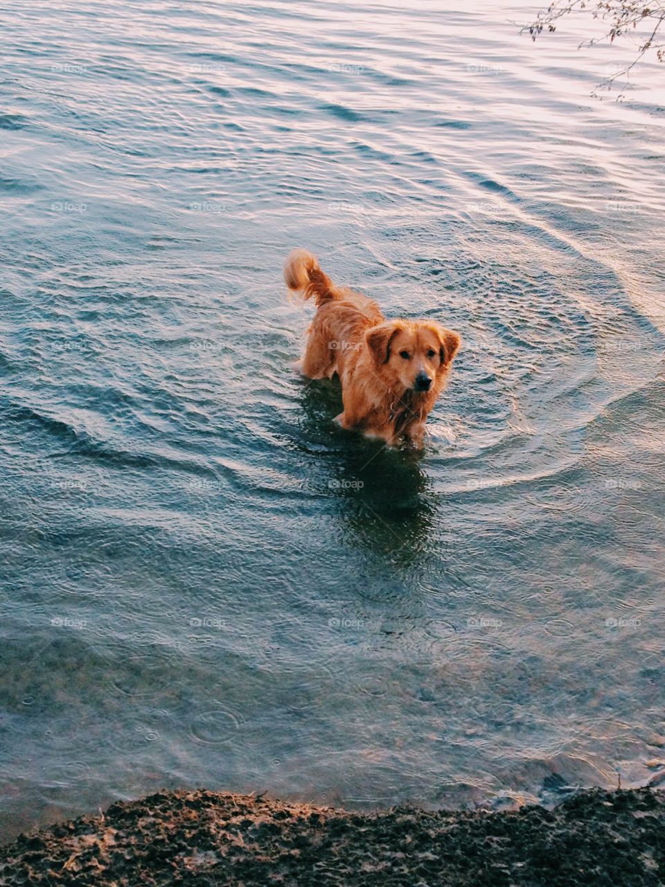 Dog in lake. Dog swimming in lake 