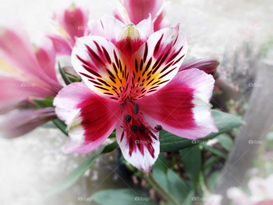 Alstroemeria