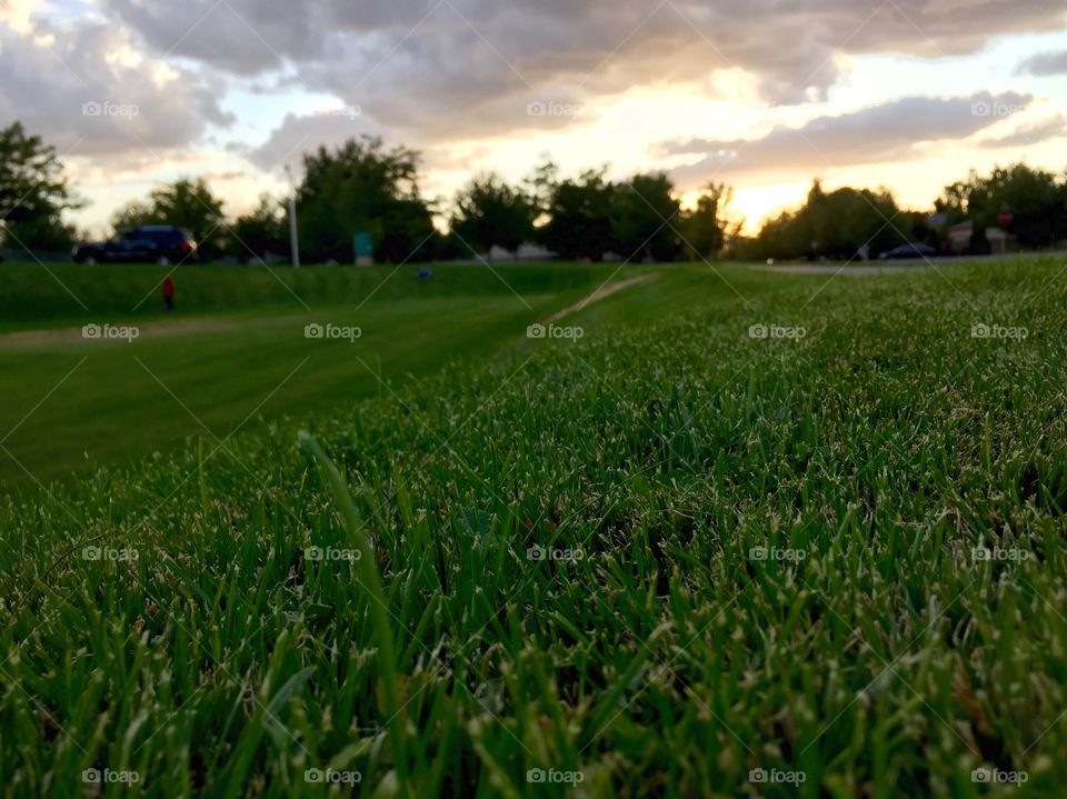 Grass at sunset