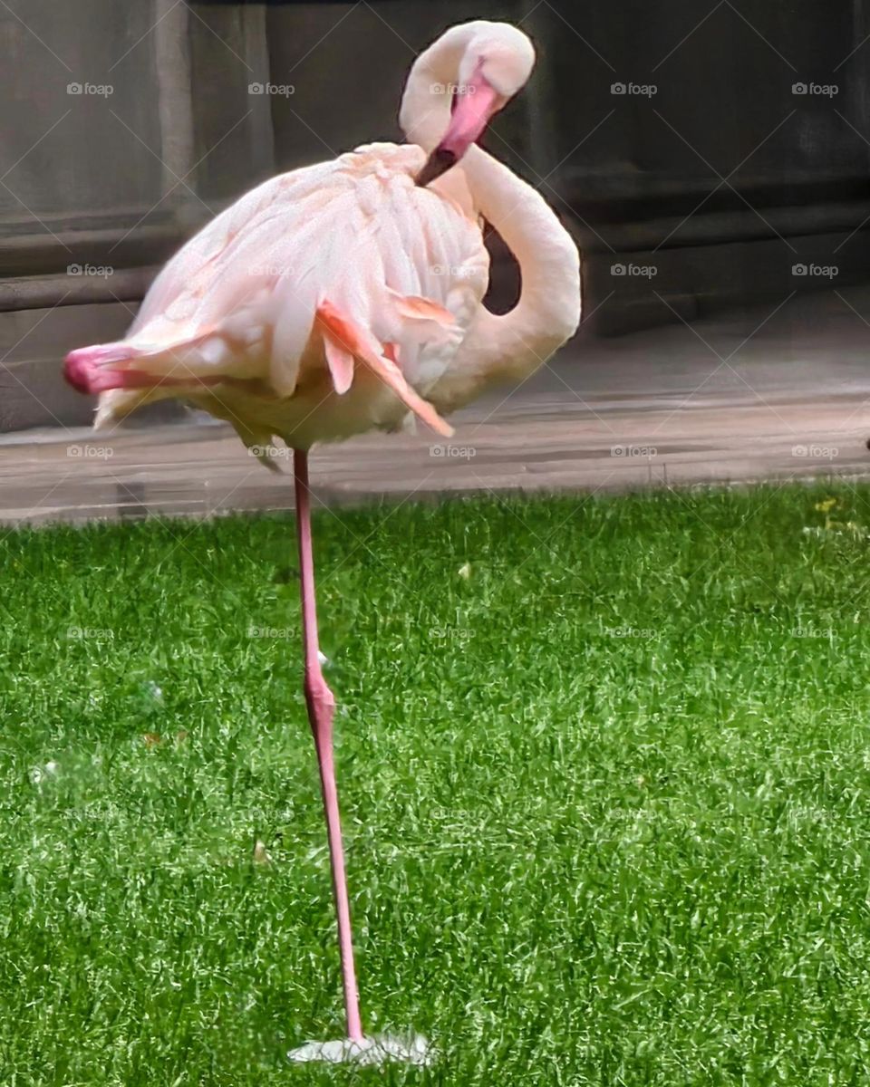 Flamingo in the center of Milano