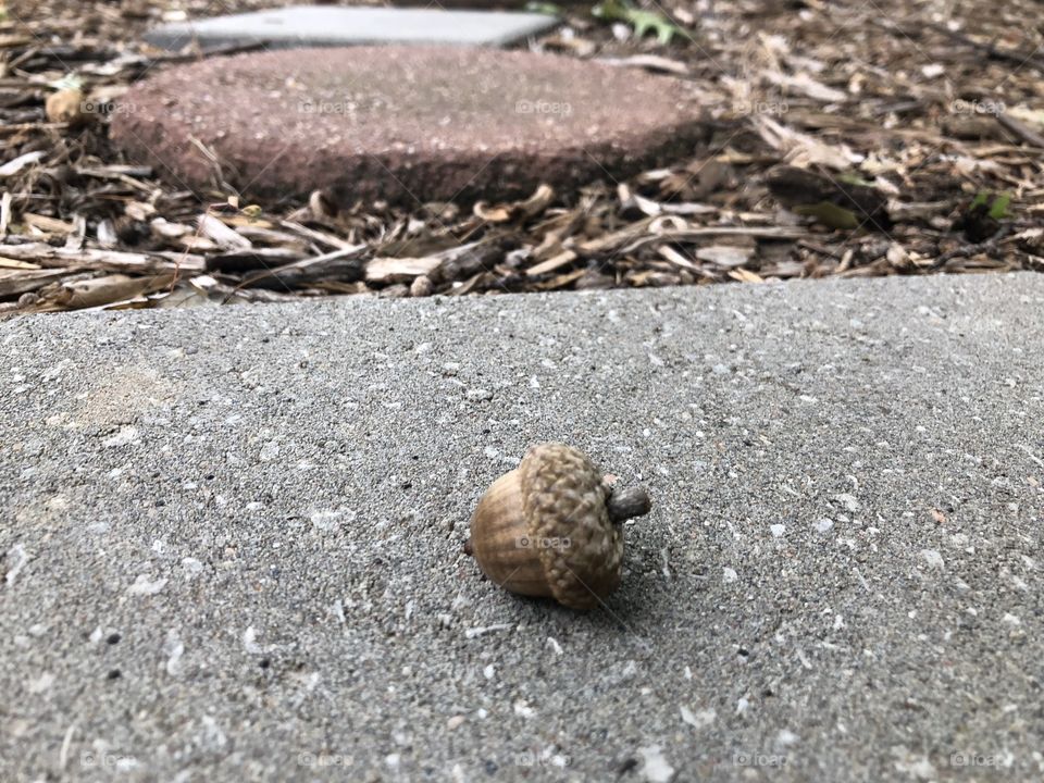 Garden path with acorn