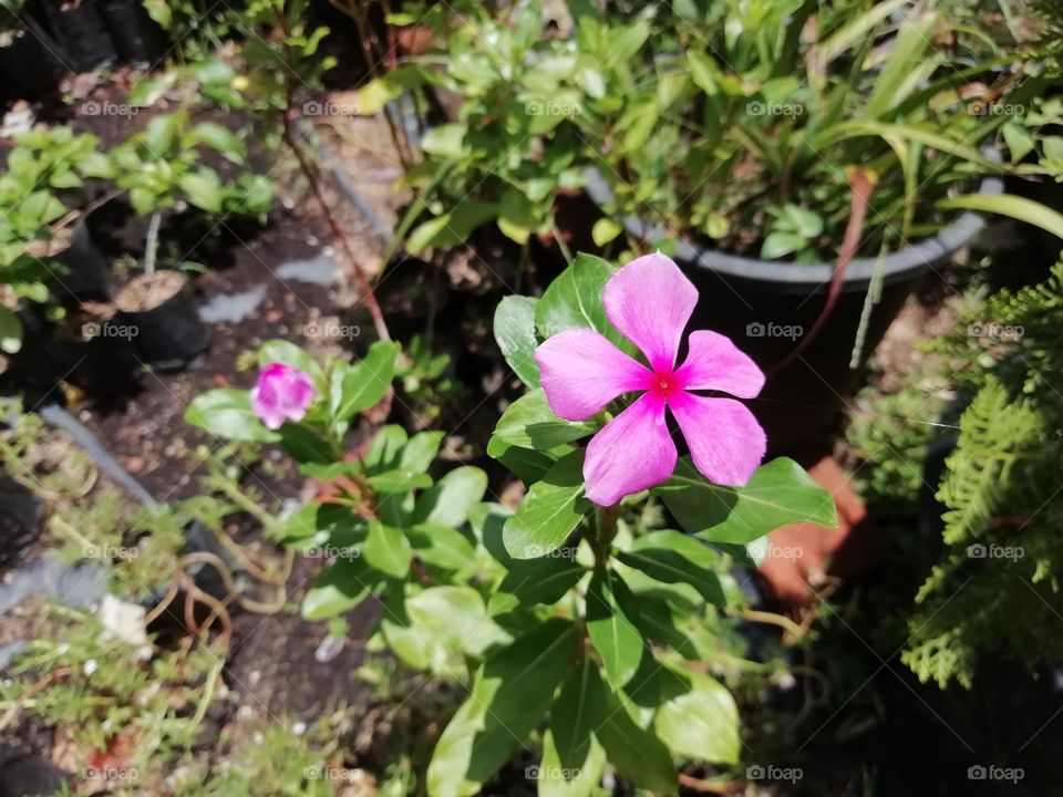 Go crazy with flowers # botanical Garden