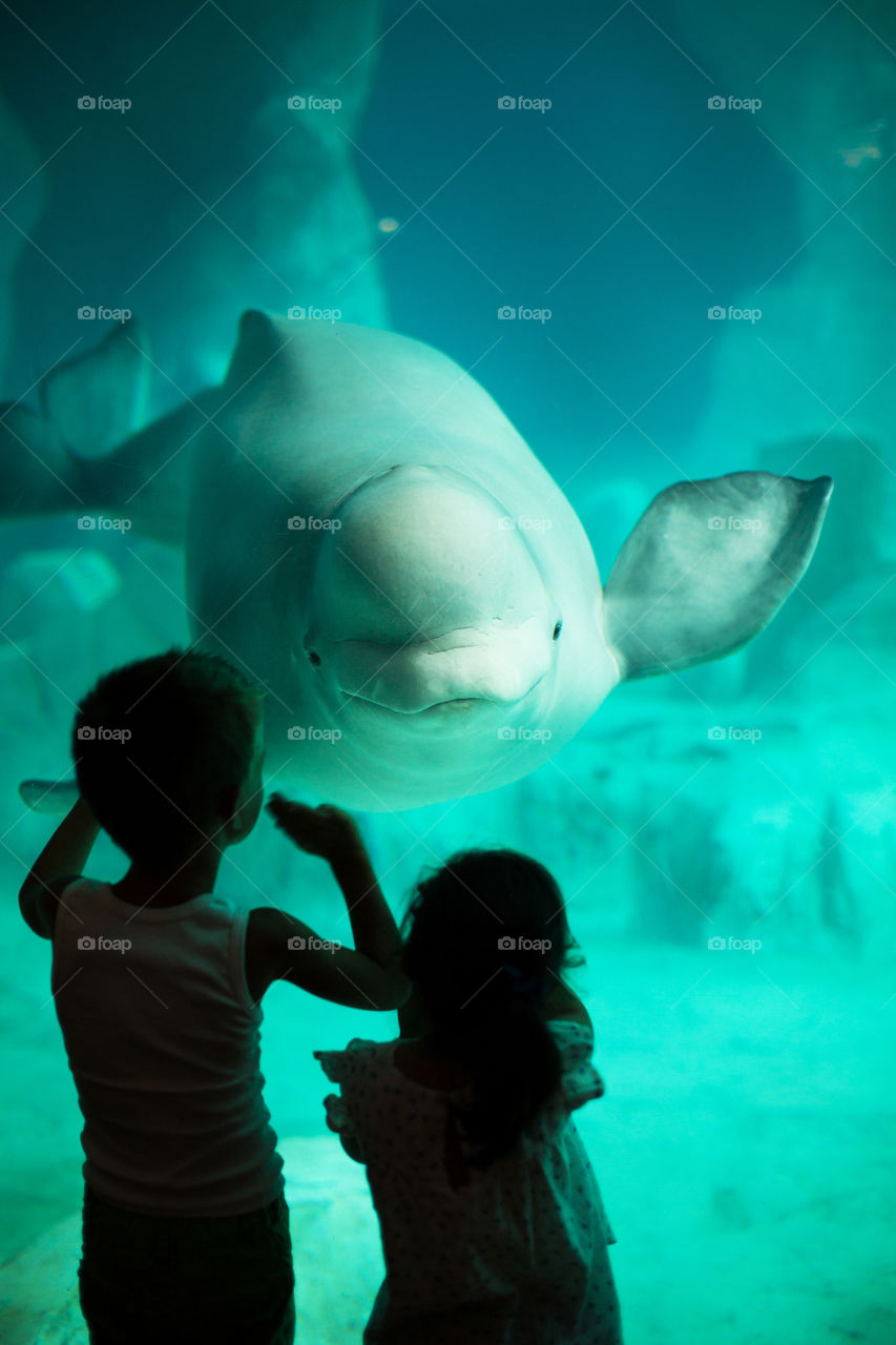 Children looking at fish in aquarium