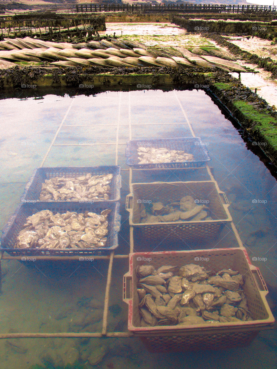 Oyster beds