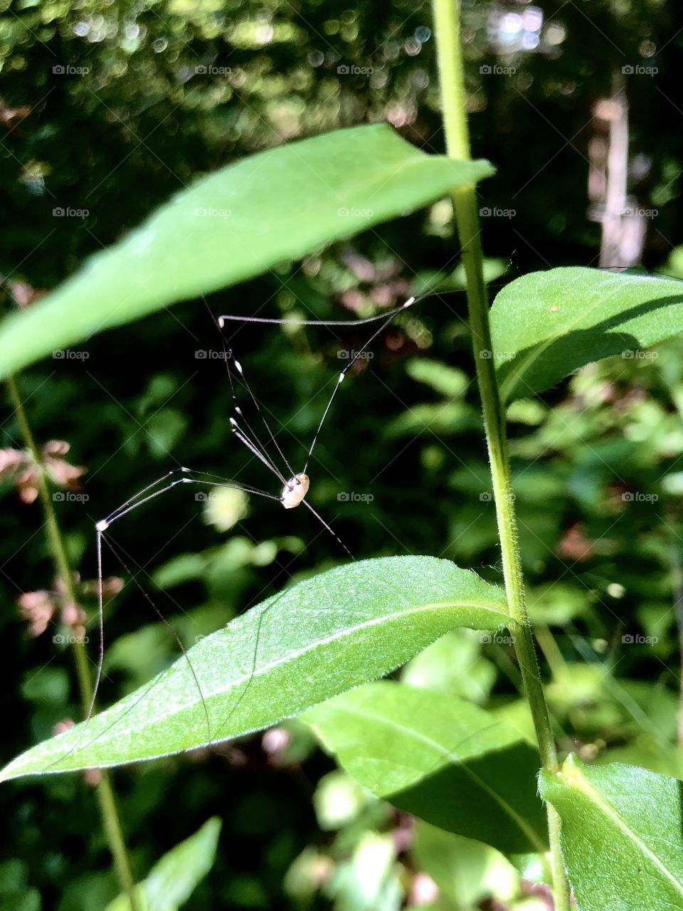 Daddy longleg spider moving from stem to leaf