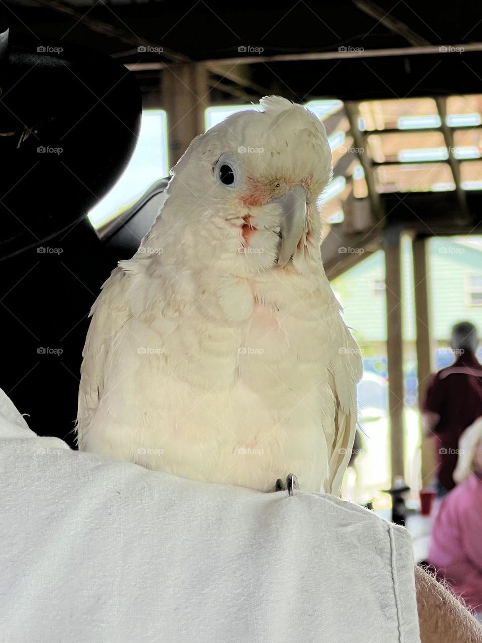 Pretty white bird 