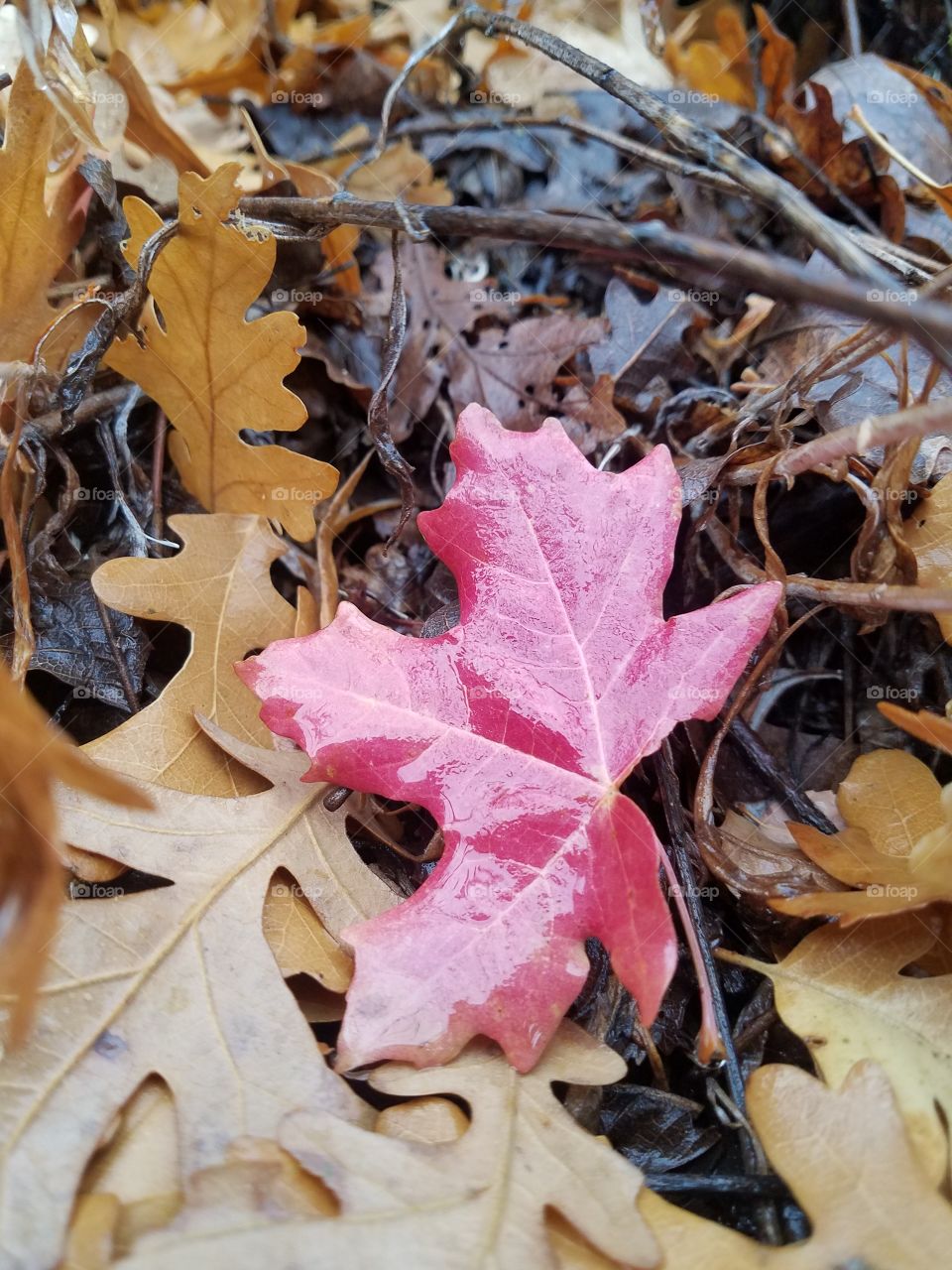 Red Maple & Oak Leaves