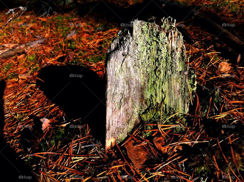 Pine stump in forest among needles and it's shadow in fall.