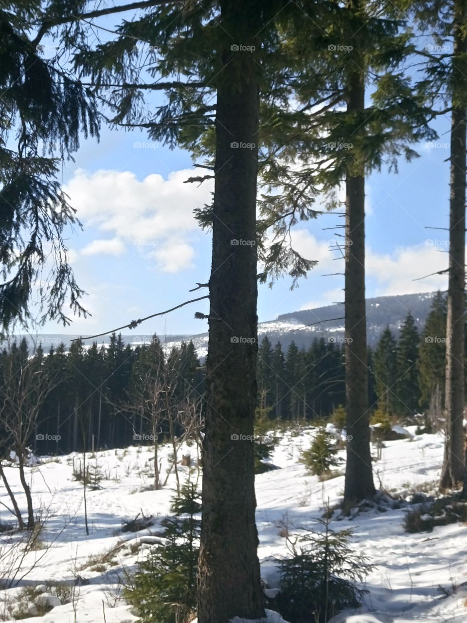 polish nature | winter in mountain