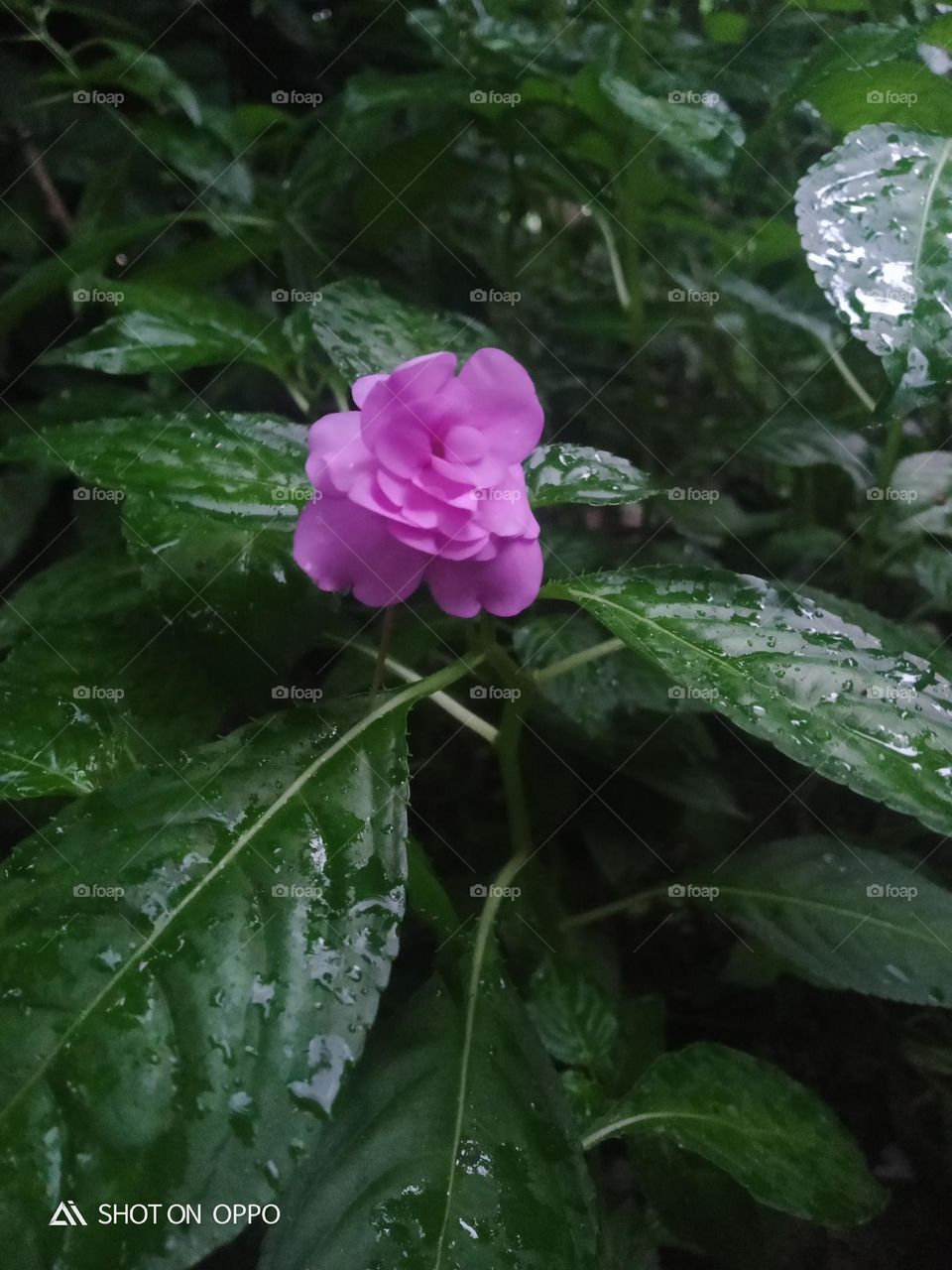 beautiful baby flower in trees  naturel