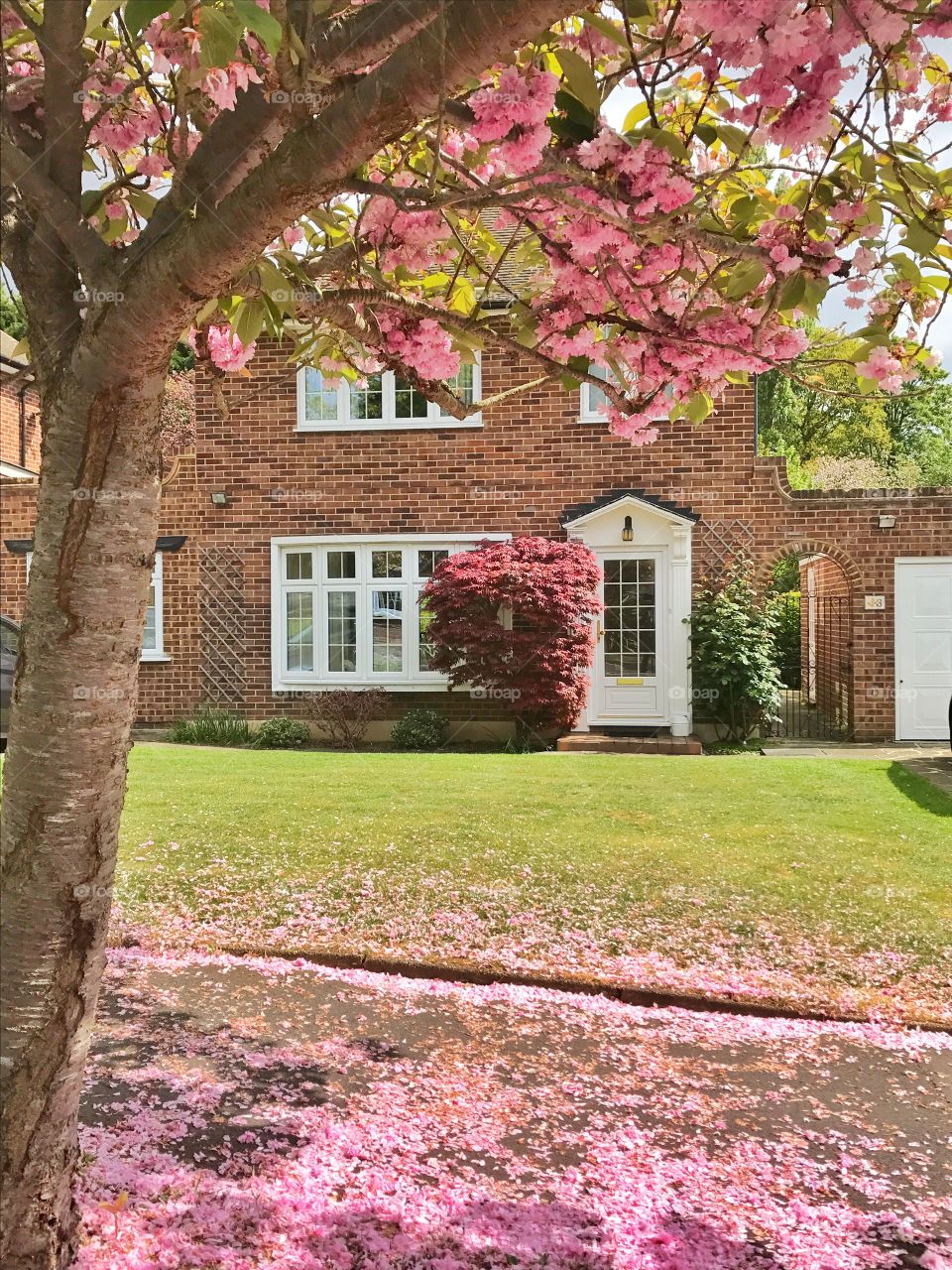 Pink cherry blossom tree in front of a house in London, UK