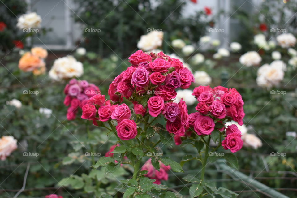 Miniature Roses