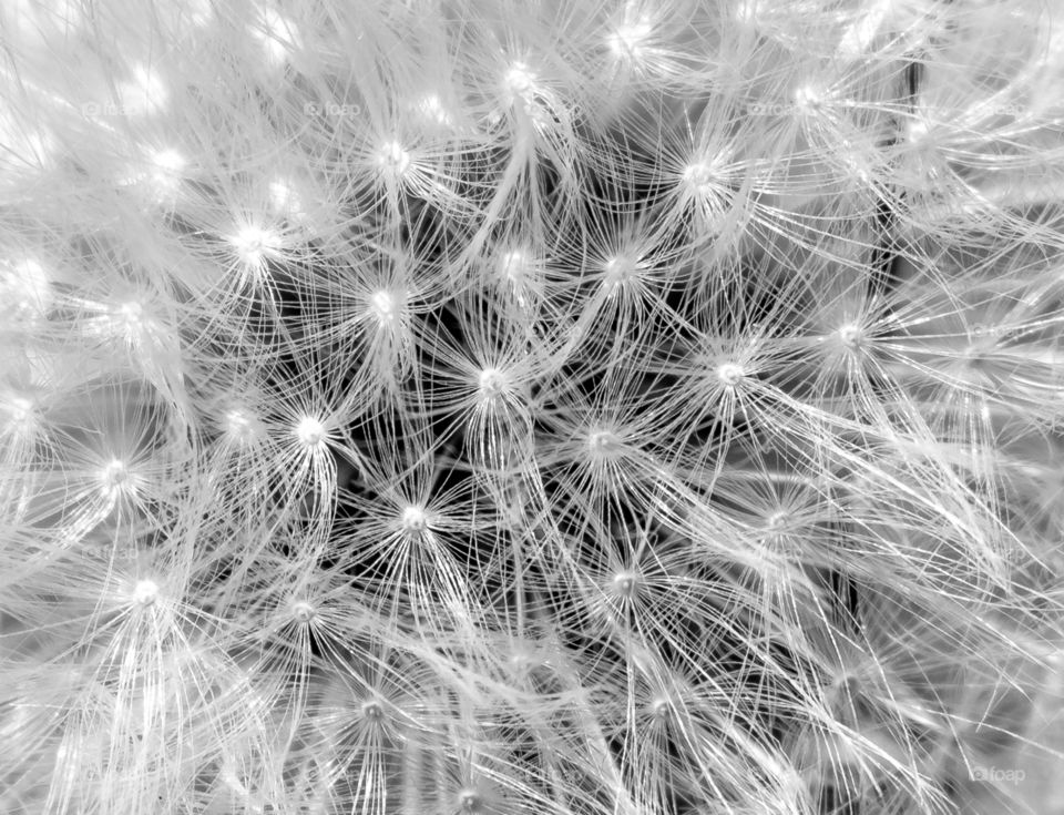 Dandelion