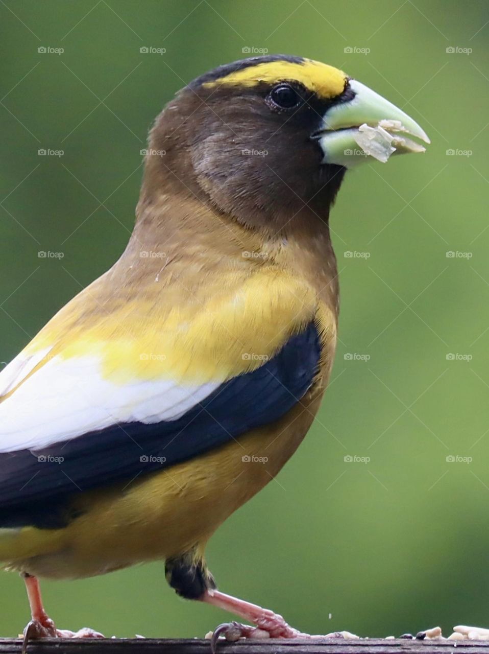 A black, white and yellow grosbeak nibbles seed from a backyard garden bird feeder 