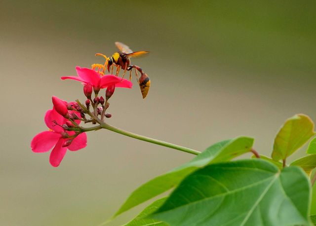 Potter Wasp Delta