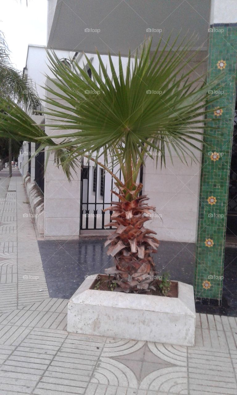 Palm