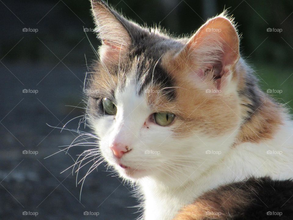 portrait of a cat