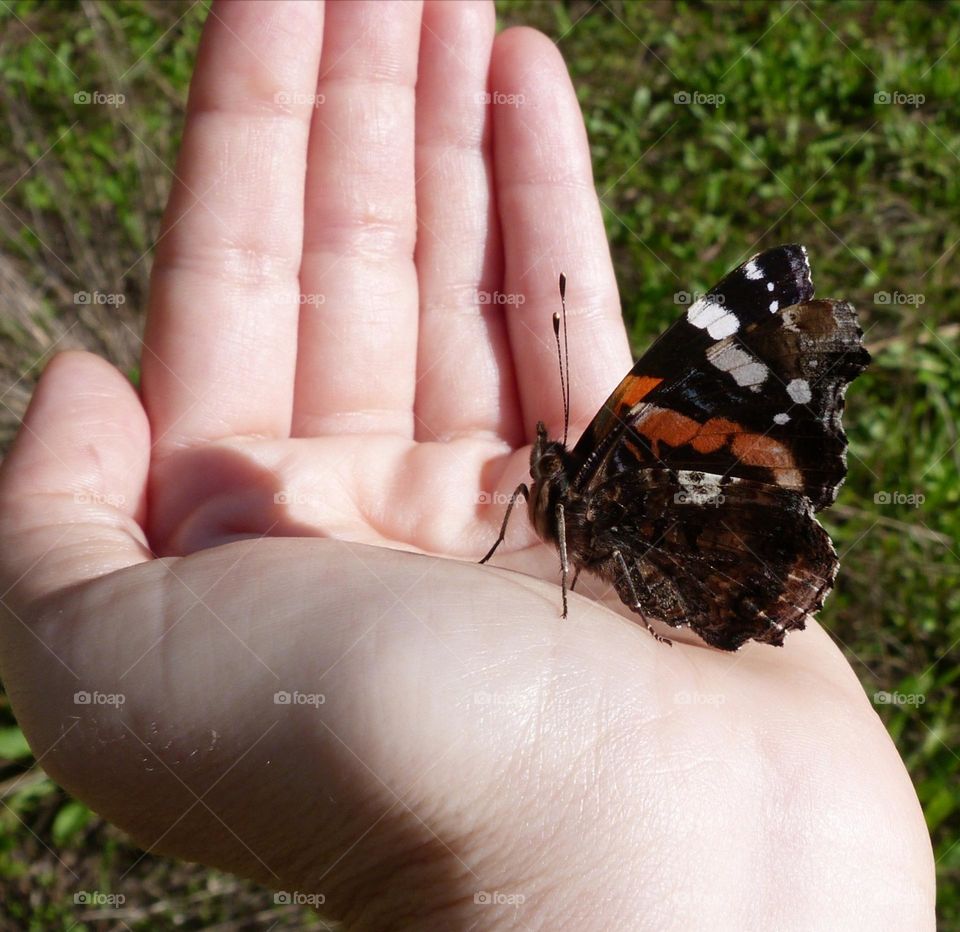 Friendly butterfly