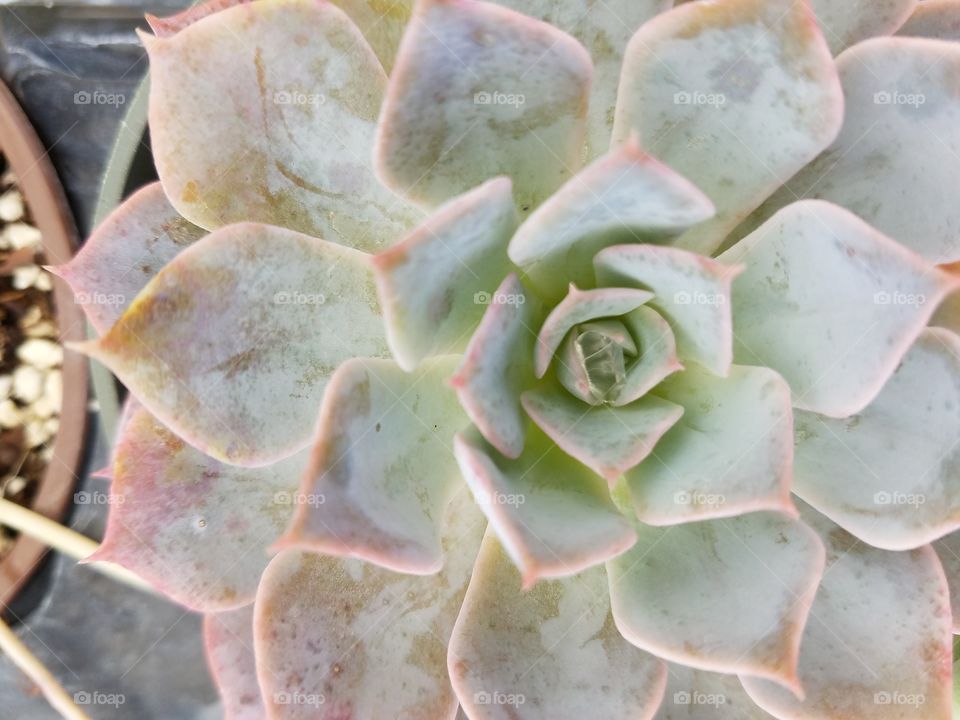 detailed succulent