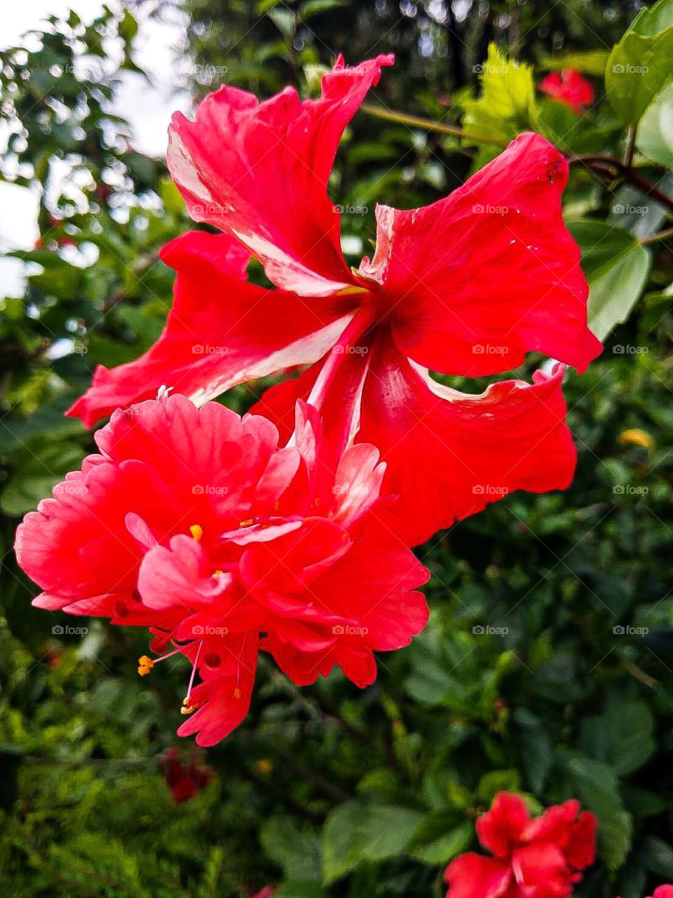 Res Hibiscus in the morning.