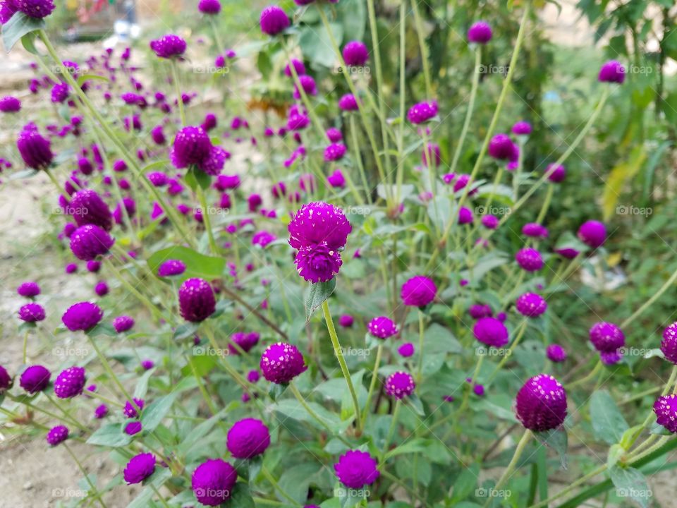Himalayan flower