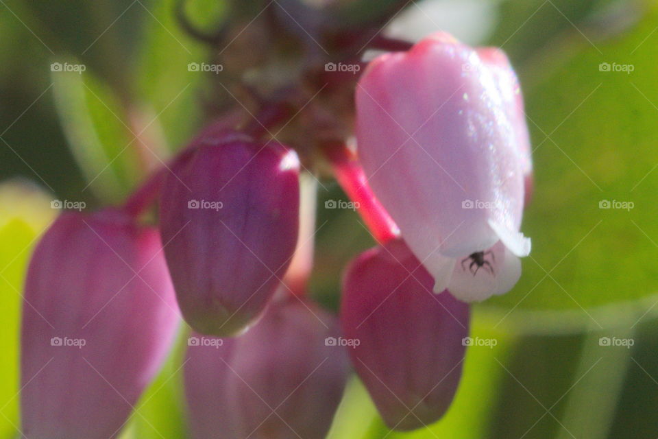 sky island Hereford Arizona carr mountain wildflower bush pink spider